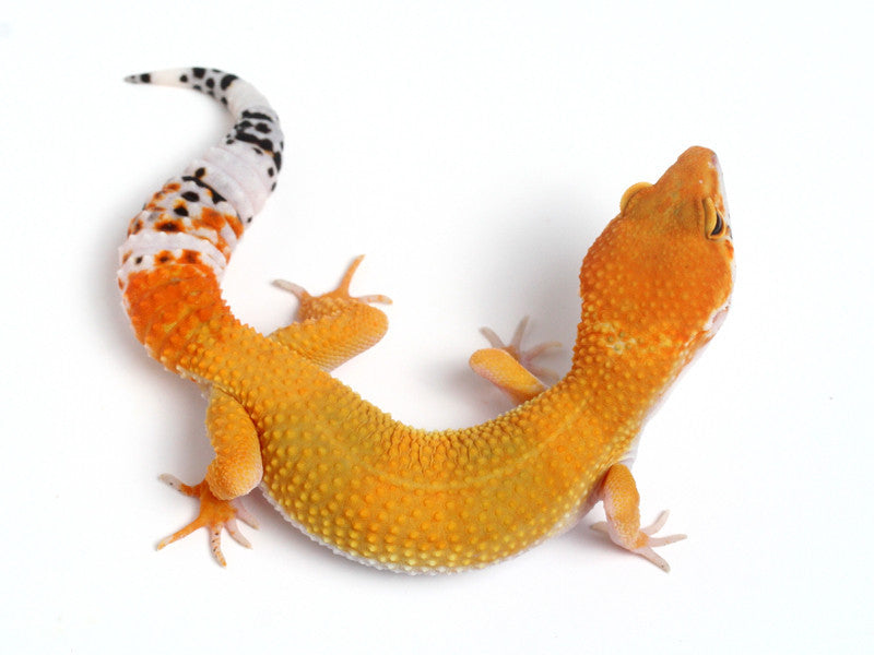 Tangerine het Sunglow Leopard Gecko - 052213B- female – Gecko Daddy