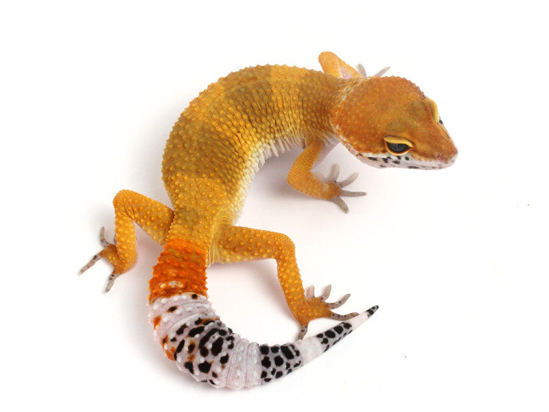 On HOLD* Tangerine het Sunglow Leopard Gecko - 070113A