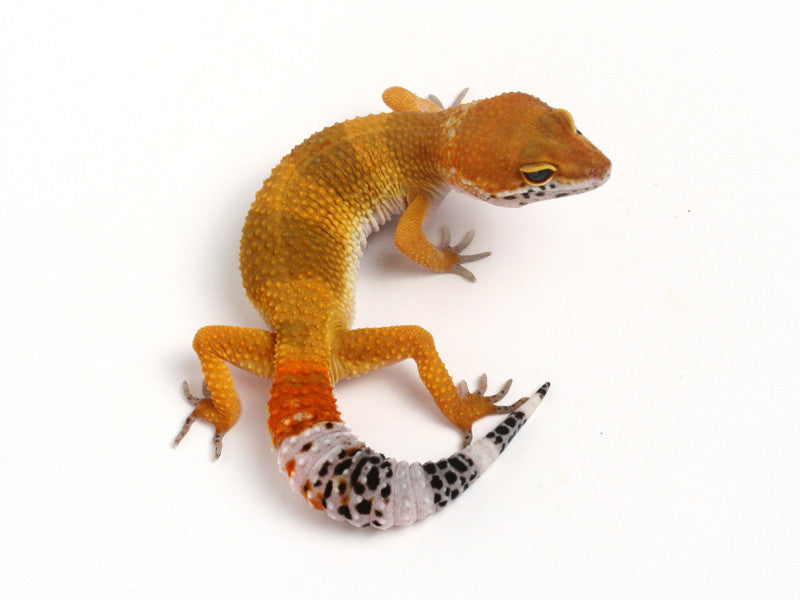 On HOLD* Tangerine het Sunglow Leopard Gecko - 070113A