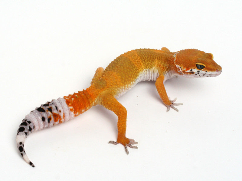 Tangerine het Sunglow Leopard Gecko - 070113B- female – Gecko Daddy