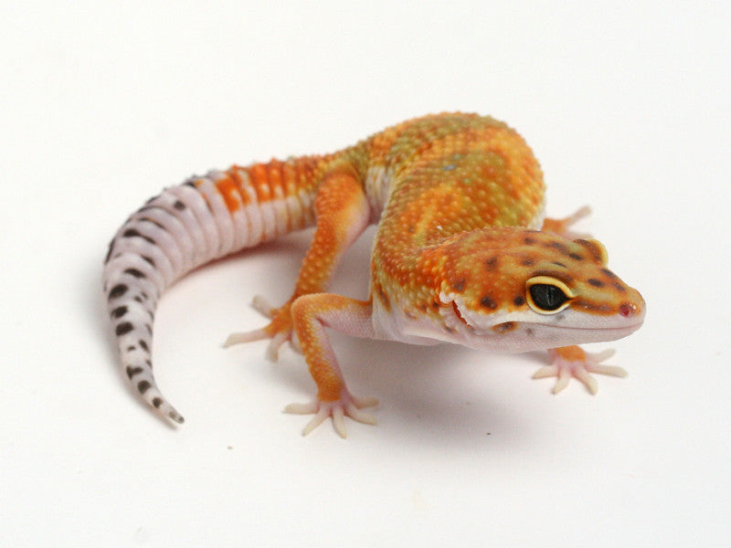 GECKO ゲッコー カホン LEOPARD GECKO | NEW | Gashapon US official