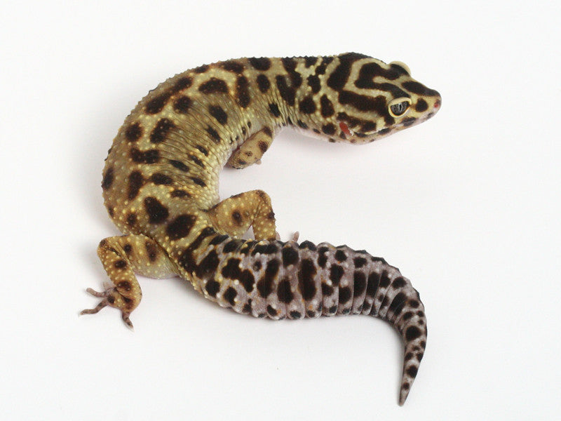 オバケ Pure Halloween Mask Leopard Gecko - 052913A - female – Gecko