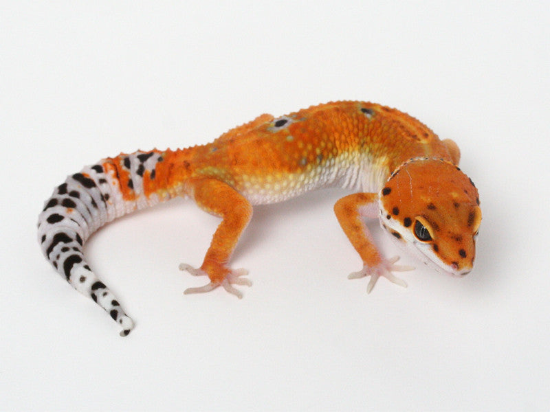 未開封品 OZWRT Agave Leaf Tailed Gecko 17cm 美品】OZWRT Agave Leaf Tailed Gecko 17cm