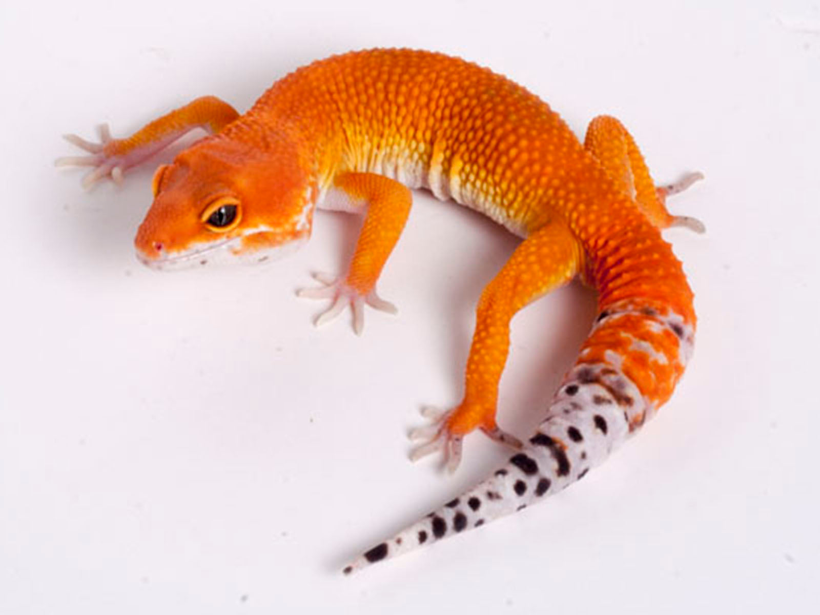 Tango Crush Tangerine Leopard Gecko 5 - 072718a - male