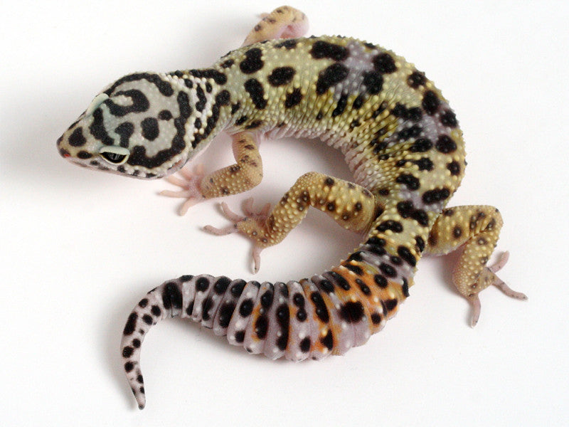 Extreme Halloween - Pure Halloween Mask Leopard Gecko - 051314A