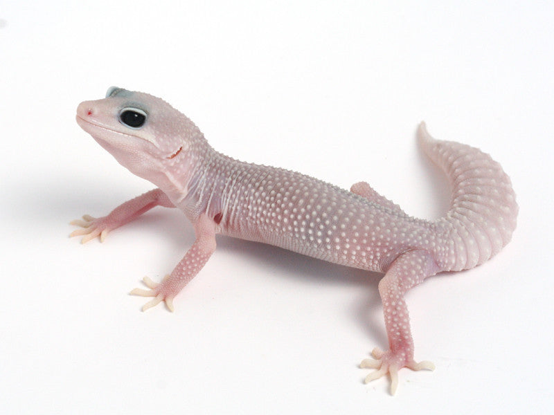 Patternless Super Snow het Las Vegas Albino Leopard Gecko