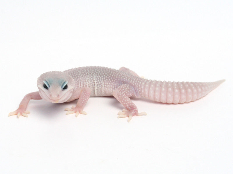 【送料込】 Patternless Gecko Leopard Albino Vegas Las het Snow Super ファイル・バインダー・ケース