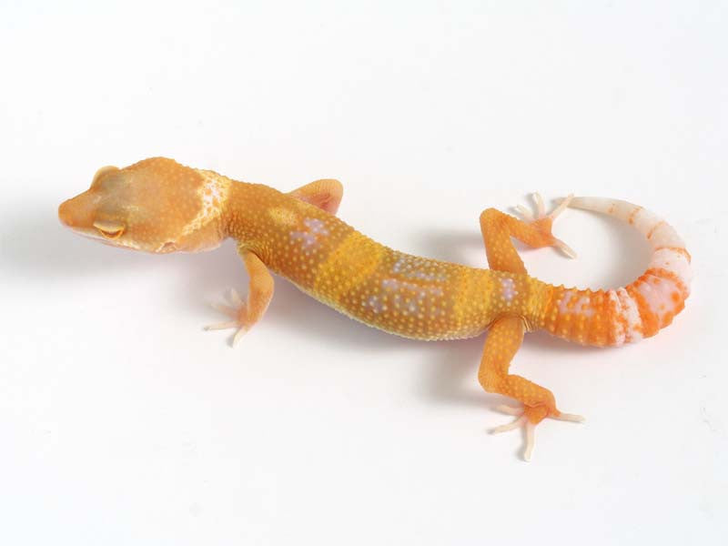 Sunglow Leopard Gecko - 03-041312b-male – Gecko Daddy