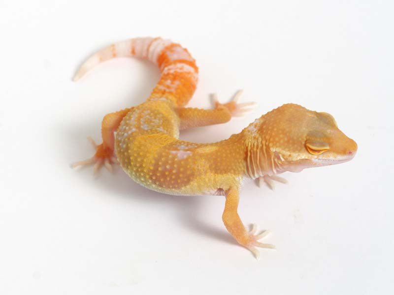 GECKO ゲッコー カホン