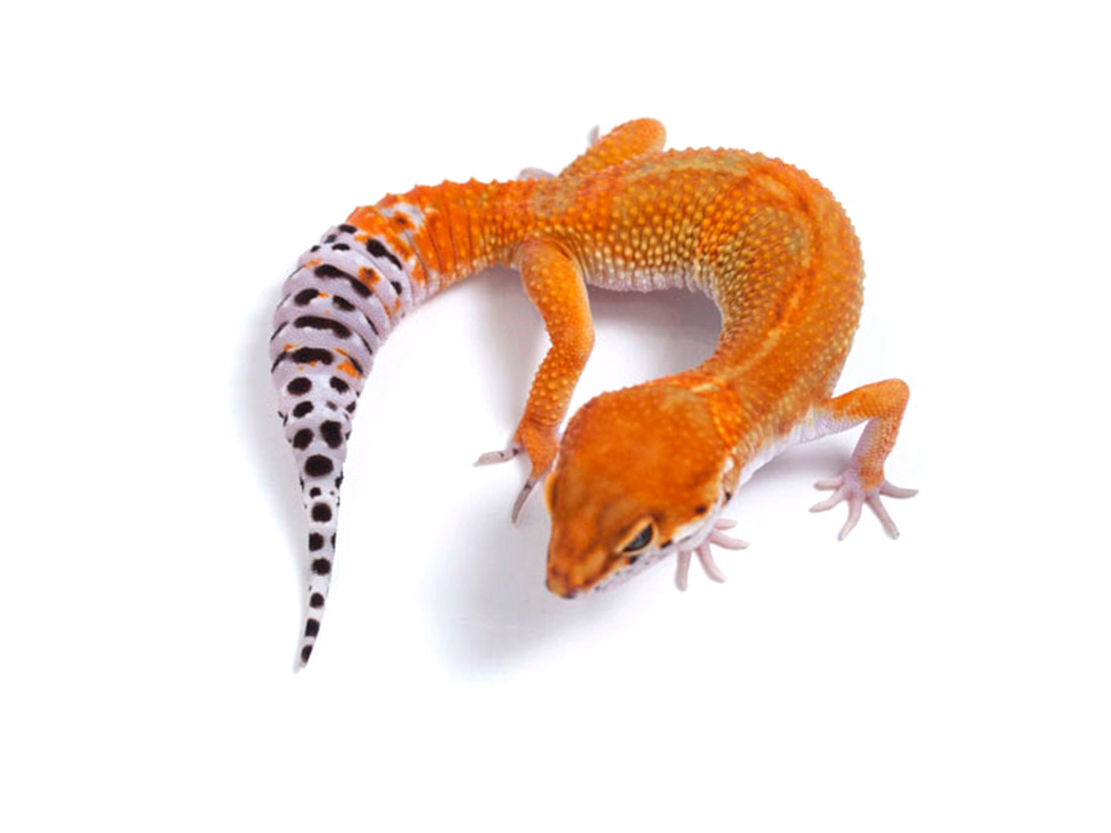 GECKO ゲッコー カホン The CRAZIEST Gecko Gashapon EVER! - YouTube
