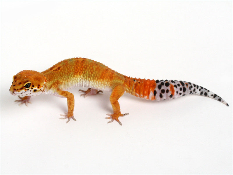 GECKO ゲッコー カホン fit=scale-down,w=1200