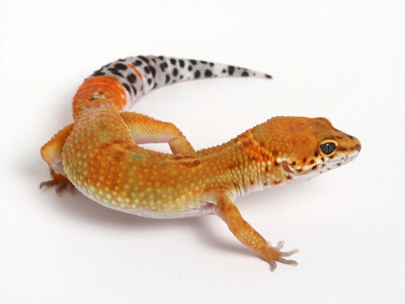 Tangerine Leopard Gecko - 050714b1 - female – Gecko Daddy
