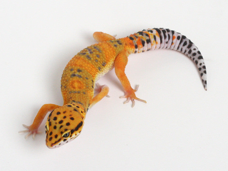 『 Yellow Leopard fam 』by Zuberi 60*60cm High Intensity Orange Dream YB Pastel Leopard Clown (Pos