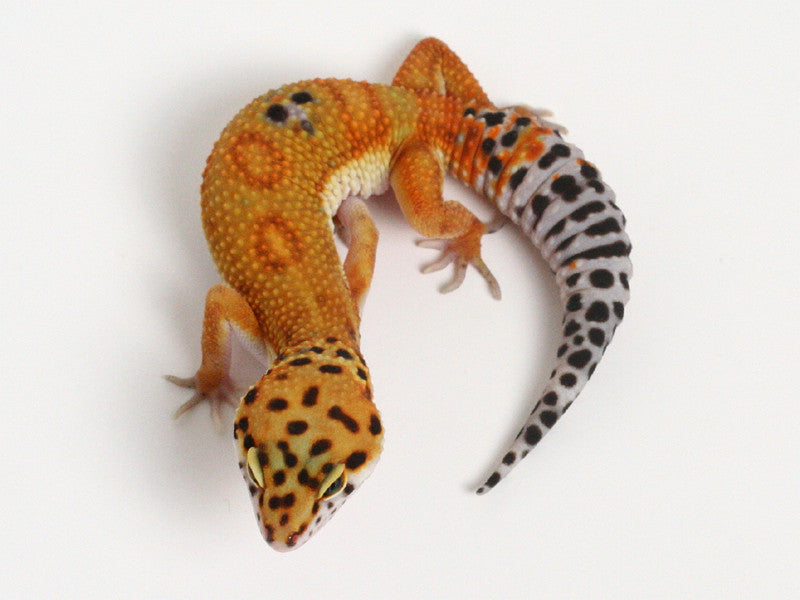 GECKO ゲッコー カホン Cheap Japanese CB Leopard Gekko Bandit Total Length Approx