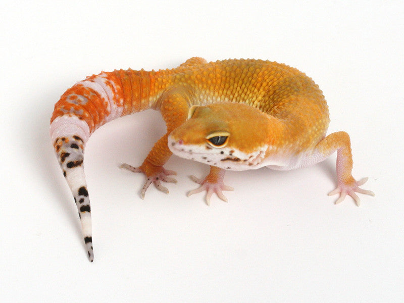 Tangerine Het Albino Leopard Gecko - 062614a - female