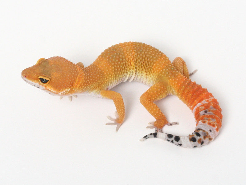 Tangerine 100% Het Tremper Albino Leopard Gecko - 062914a