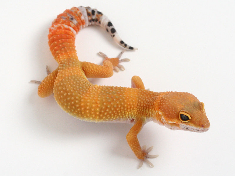 MORROW(モロー) Tremper Tangerine Red Stripe White and Yellow poss. het