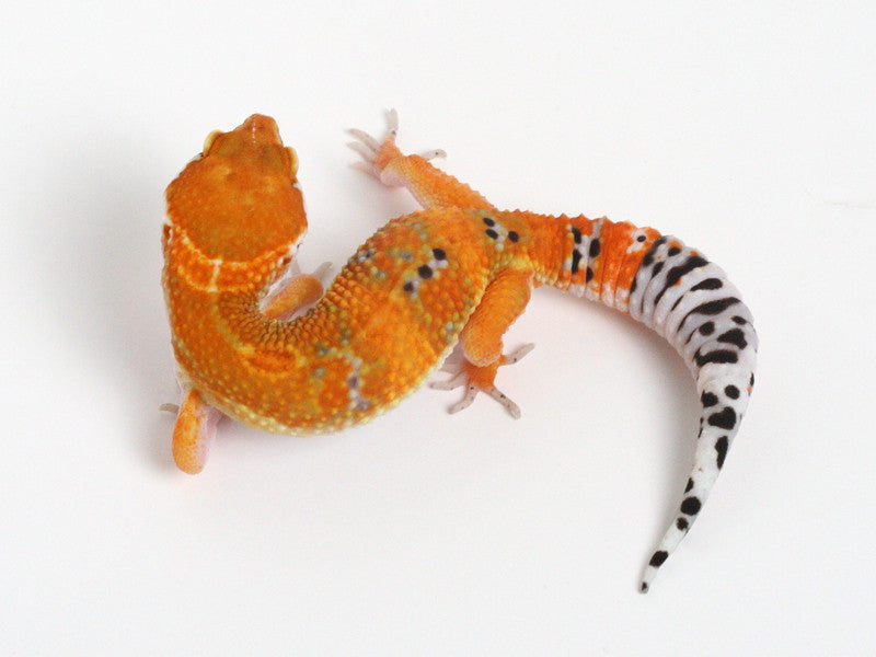 Tangerine Leopard Gecko - 072514a - tsm – Gecko Daddy