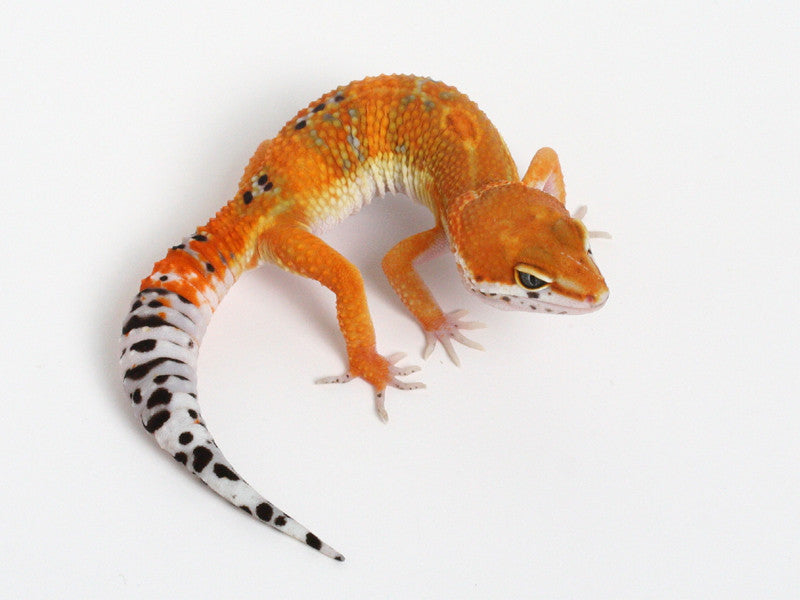 Tangerine Leopard Gecko - 072514a - tsm – Gecko Daddy