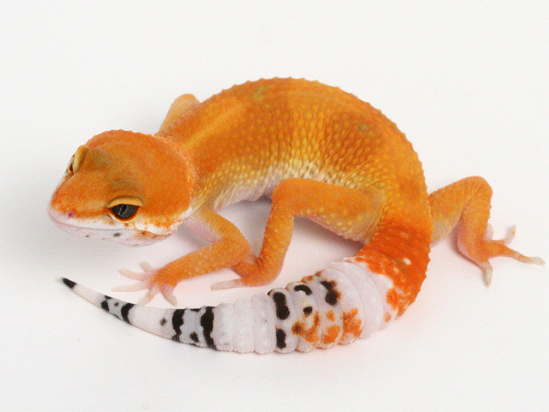 Tangerine Leopard Gecko - 072614b1- tsf – Gecko Daddy