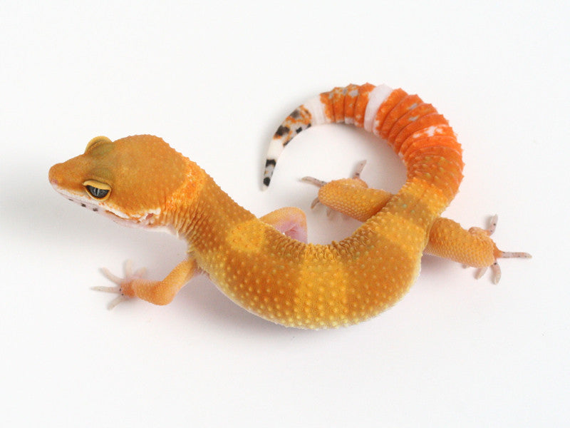 Tangerine Het Tremper Albino Leopard Gecko - 072814a - tsf