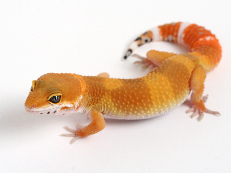 GECKO ゲッコー カホン PXL_20220604_225112407_1200x12