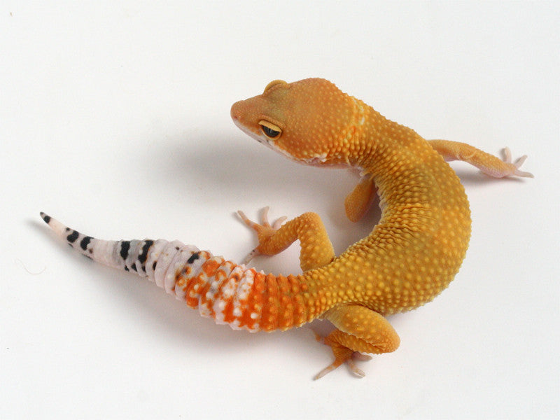 Tangerine het Sunglow Leopard Gecko - 072613 - female