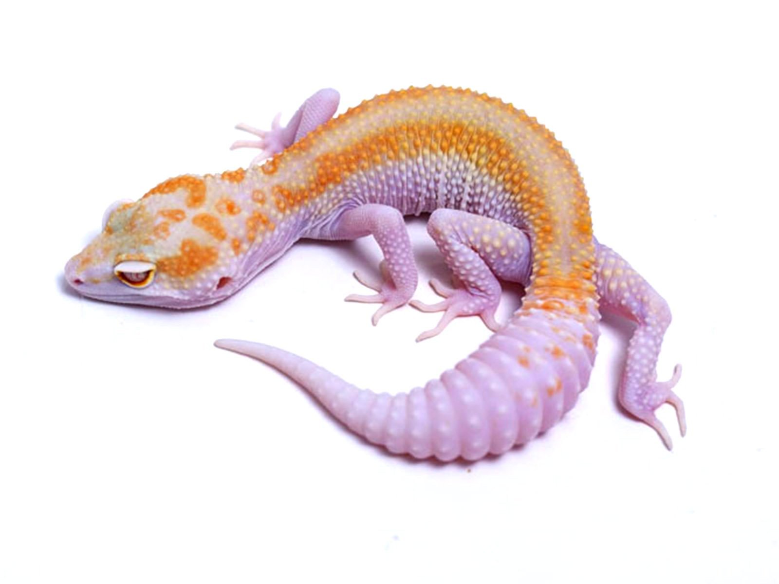 MORROW(モロー) Tremper Tangerine Red Stripe White and Yellow poss. het