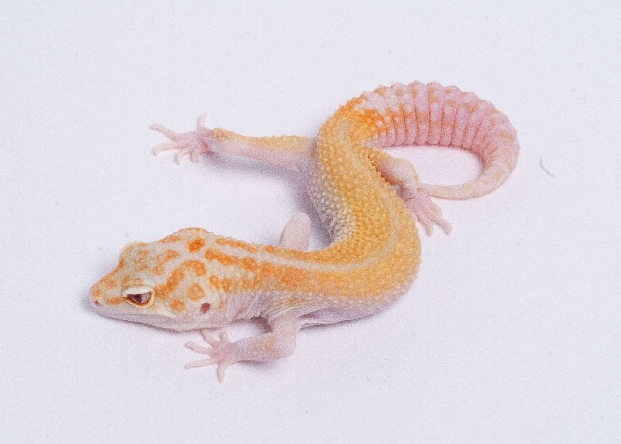 ロッキー SkyJack ZB2044 Telehandler Re-Rent | American Rental Services